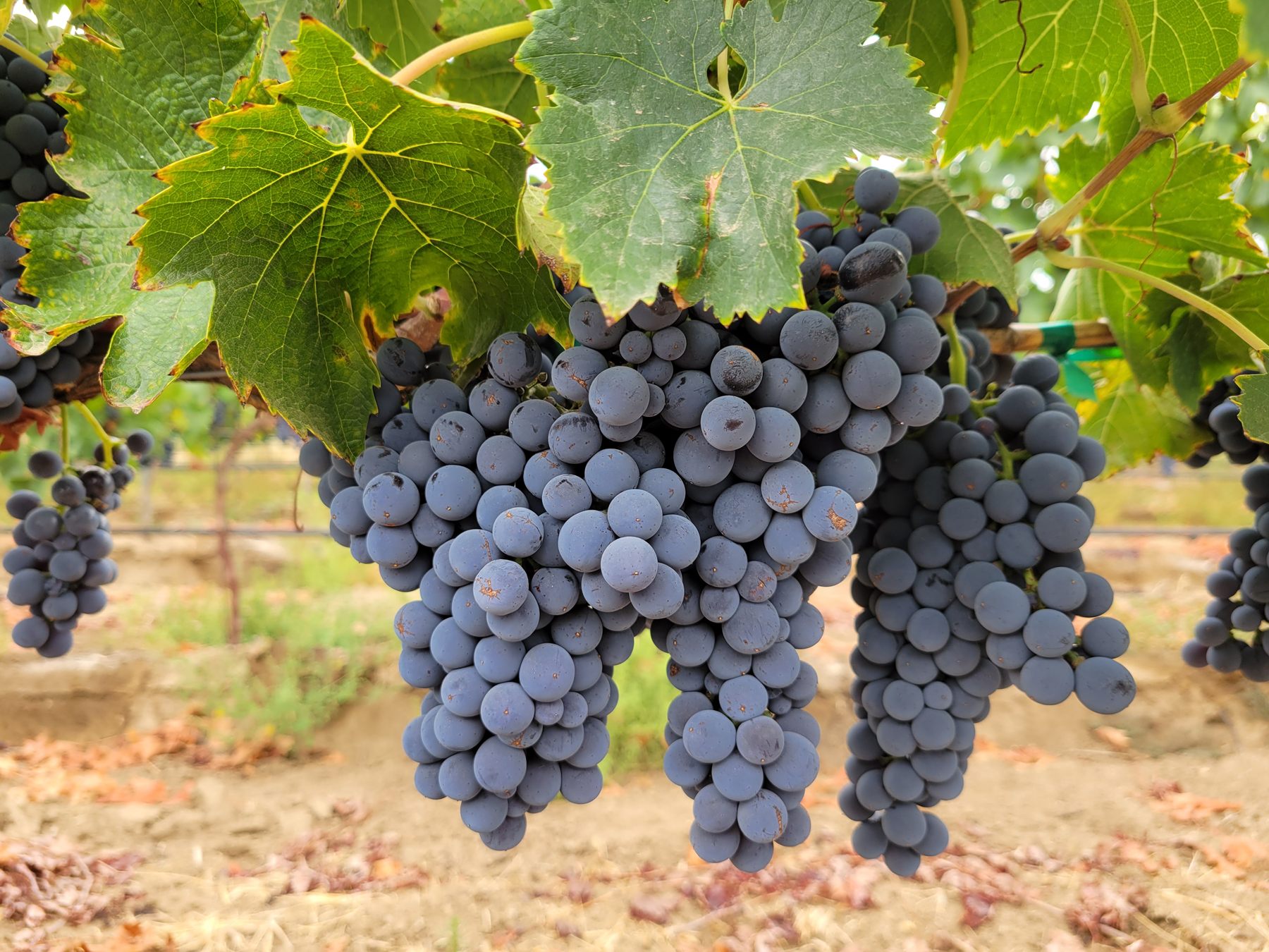 Syrah clusters ripening under vine leaves